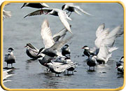 Keoladeo Ghana National Park, Bharatpur