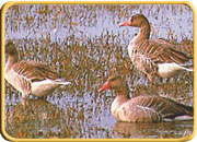 National park, Bharatpur