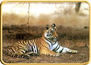 Panna National Park, Madhya Pradesh Tourism